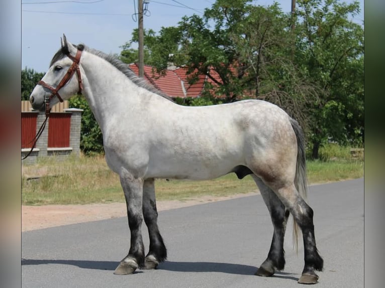 Inne kuce/małe konie Wałach 5 lat 165 cm Siwa in B&#xE9;k&#xE9;s