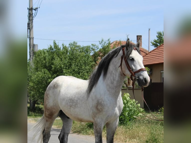 Inne kuce/małe konie Wałach 5 lat 165 cm Siwa in B&#xE9;k&#xE9;s