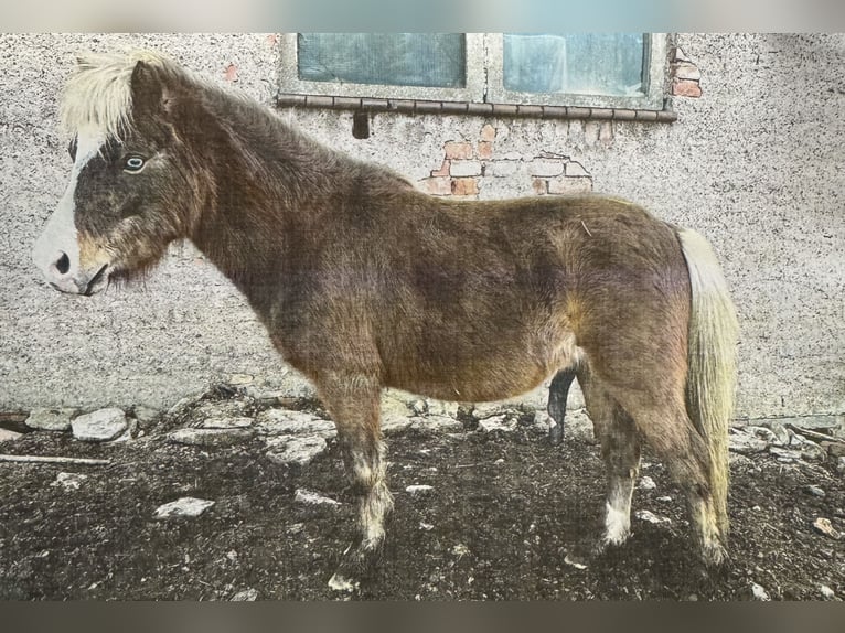 Inne kuce/małe konie Mix Wałach 5 lat Ciemnokasztanowata in Kaltohmfeld