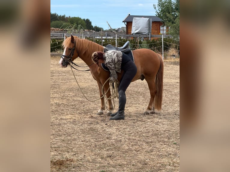 Inne kuce/małe konie Wałach 6 lat 123 cm Kasztanowata in Rechnitz