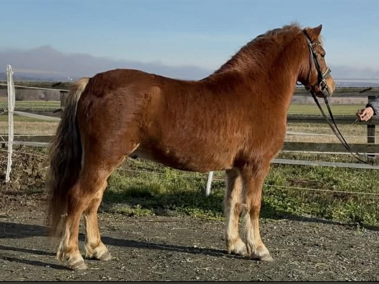 Inne kuce/małe konie Wałach 6 lat 125 cm Kasztanowata in Rechnitz
