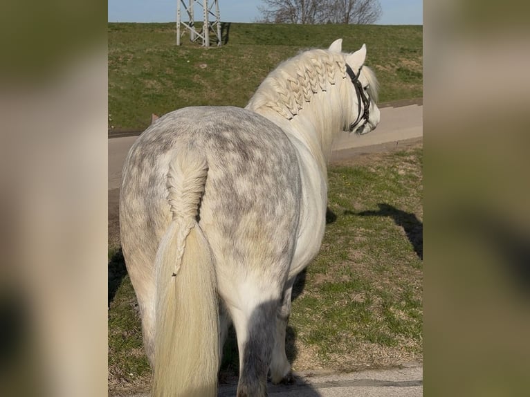 Inne kuce/małe konie Wałach 6 lat 125 cm Siwa in Rechnitz