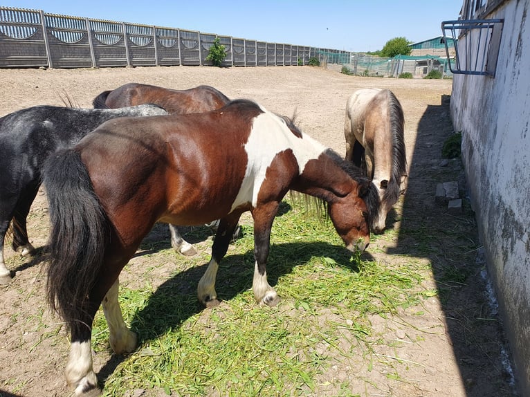 Inne kuce/małe konie Wałach 6 lat 125 cm Srokata in Eilenburg