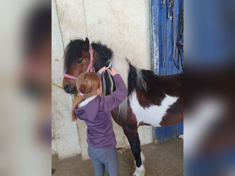Inne kuce/małe konie Wałach 6 lat 125 cm Srokata in Eilenburg