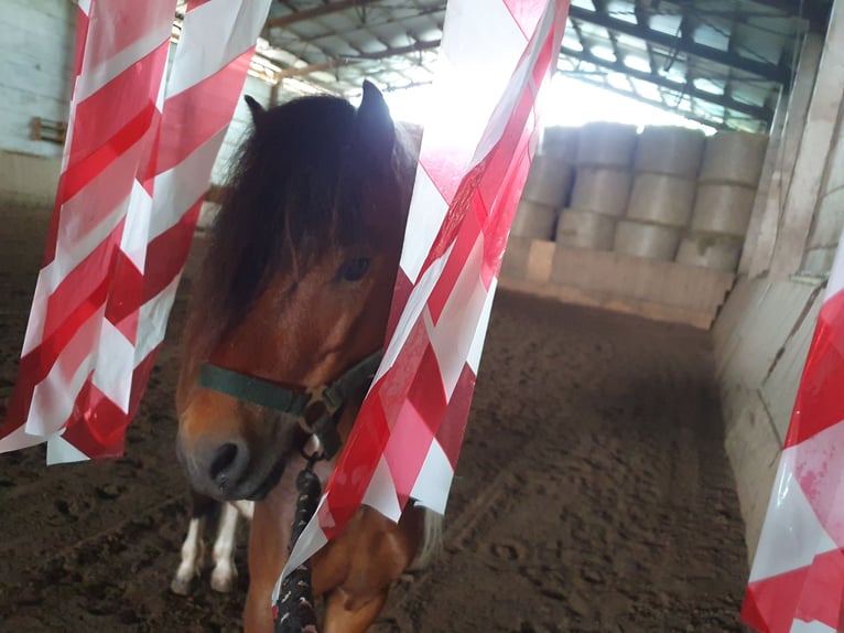 Inne kuce/małe konie Wałach 6 lat 125 cm Srokata in Eilenburg
