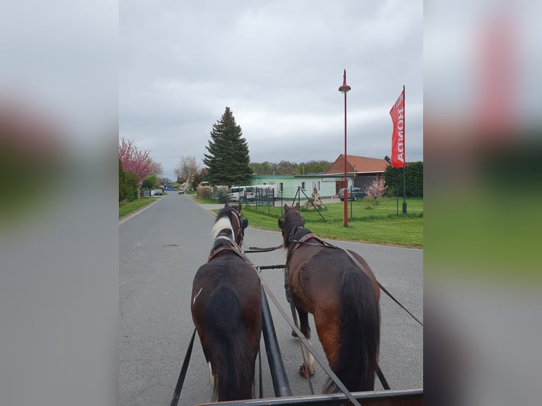 Inne kuce/małe konie Wałach 6 lat 125 cm Srokata in Eilenburg