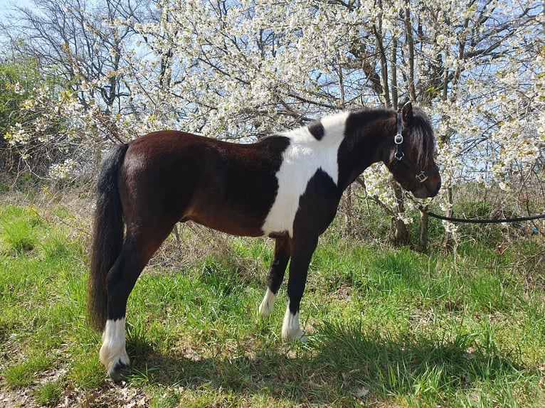 Inne kuce/małe konie Wałach 6 lat 125 cm Srokata in Eilenburg