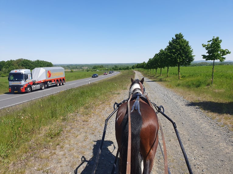 Inne kuce/małe konie Wałach 6 lat 125 cm Srokata in Eilenburg