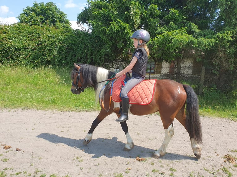 Inne kuce/małe konie Wałach 6 lat 125 cm Srokata in Eilenburg