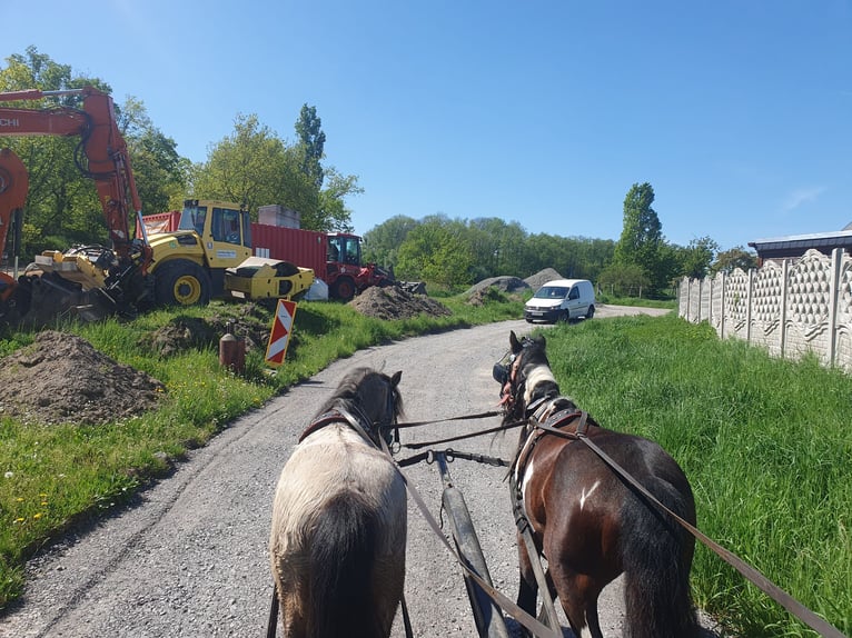 Inne kuce/małe konie Wałach 6 lat 125 cm Srokata in Eilenburg