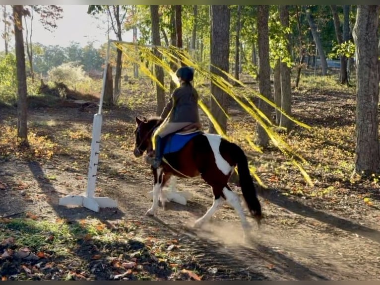Inne kuce/małe konie Wałach 6 lat 127 cm Srokata in Clover