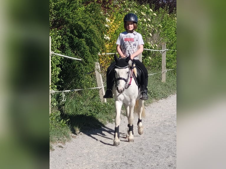 Inne kuce/małe konie Mix Wałach 6 lat 128 cm Siwa in Heiligenkreuz
