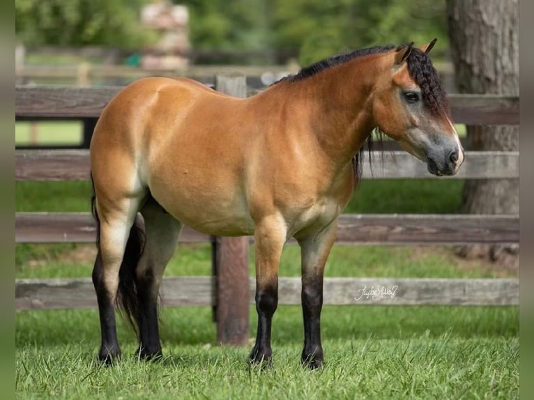 Inne kuce/małe konie Wałach 6 lat 132 cm Bułana in Amarillo