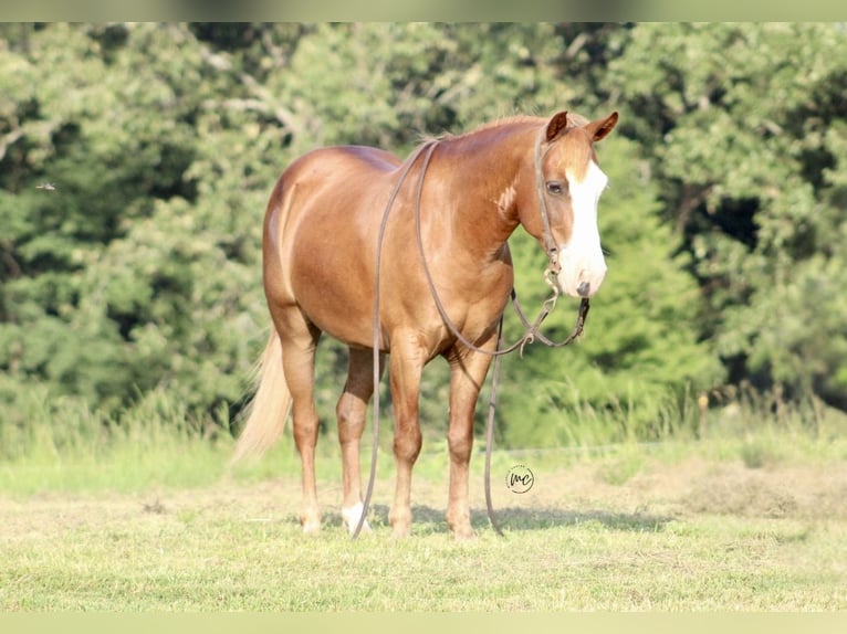 Inne kuce/małe konie Wałach 6 lat 132 cm Cisawa in De Kalb