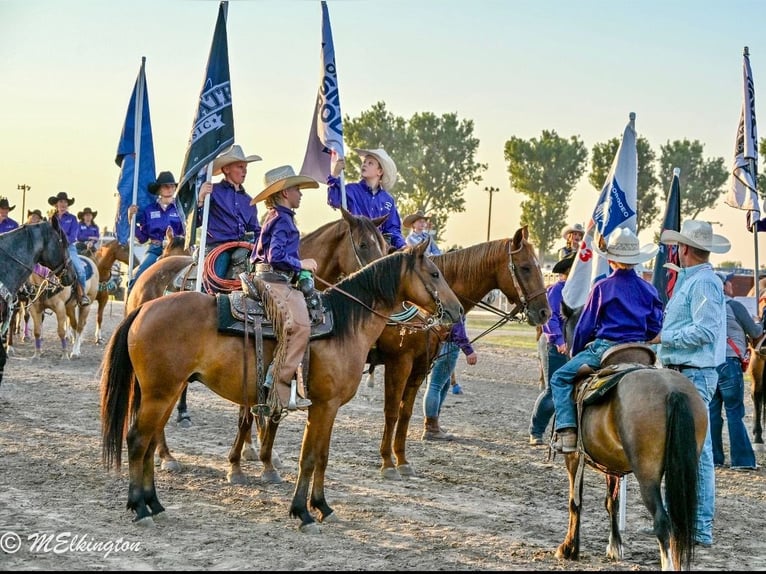 Inne kuce/małe konie Wałach 6 lat 135 cm Gniada in Rigby