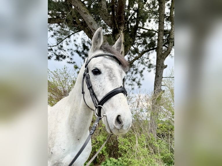 Inne kuce/małe konie Wałach 6 lat 135 cm Siwa in Pelmberg