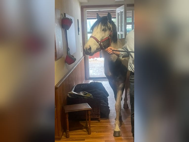 Inne kuce/małe konie Mix Wałach 6 lat 142 cm Srokata in Barver