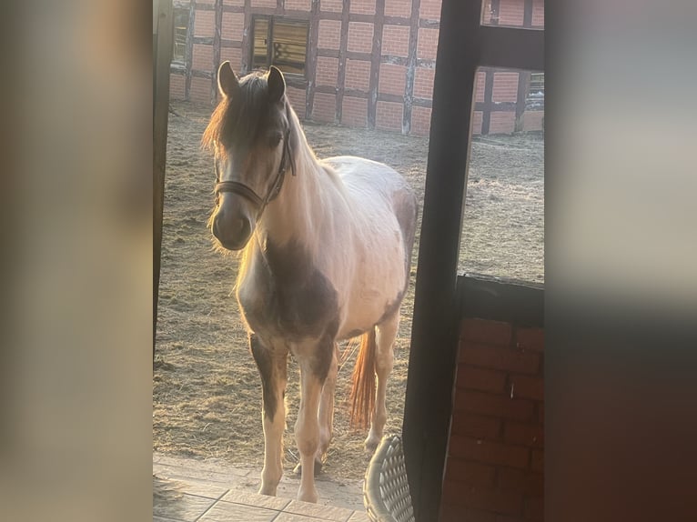 Inne kuce/małe konie Mix Wałach 6 lat 142 cm Srokata in Barver