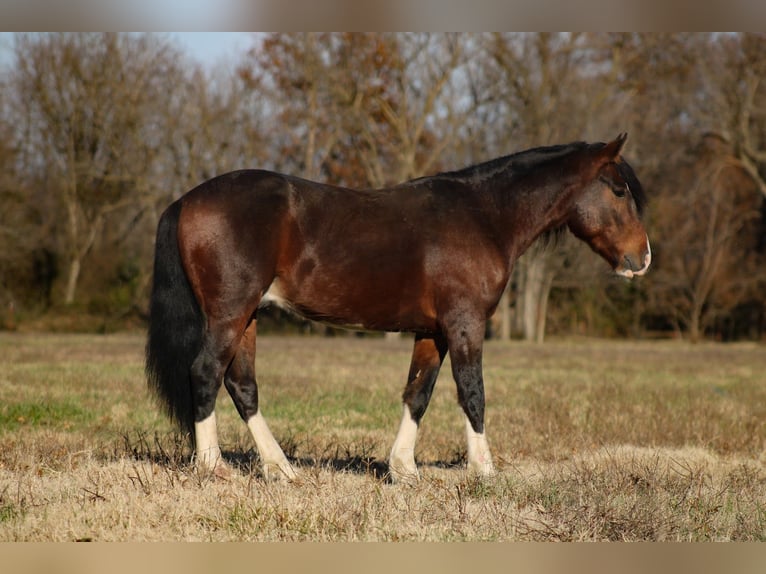 Inne kuce/małe konie Wałach 6 lat 142 cm Srokata in Baxter Springs