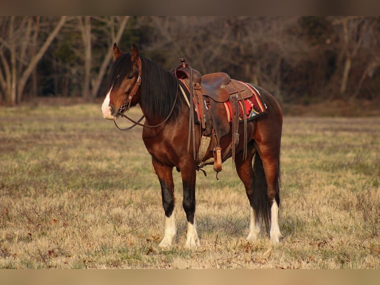 Inne kuce/małe konie Wałach 6 lat 142 cm Srokata in Baxter Springs