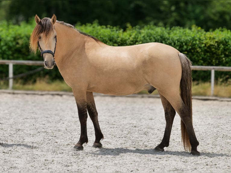 Inne kuce/małe konie Wałach 6 lat 145 cm Bułana in Neustadt (Wied)