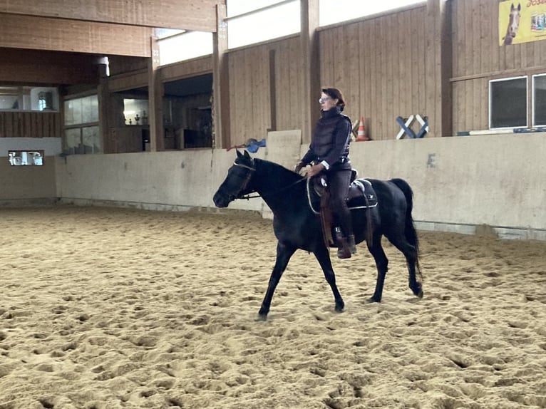 Inne kuce/małe konie Wałach 6 lat 145 cm Kara in Wittingen