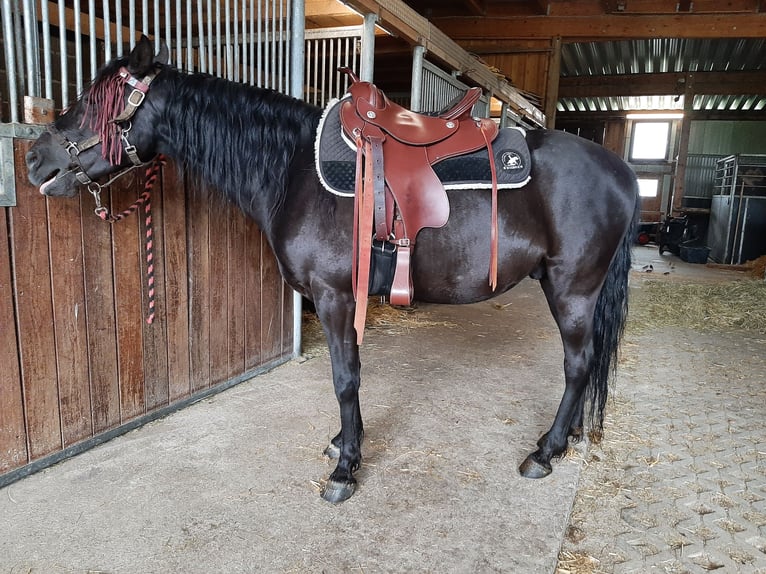 Inne kuce/małe konie Wałach 6 lat 145 cm Kara in Wittingen