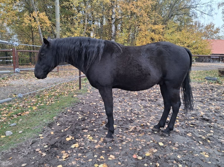 Inne kuce/małe konie Wałach 6 lat 145 cm Kara in Wittingen