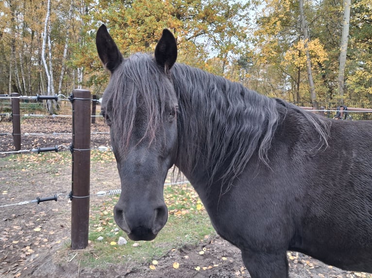 Inne kuce/małe konie Wałach 6 lat 145 cm Kara in Wittingen