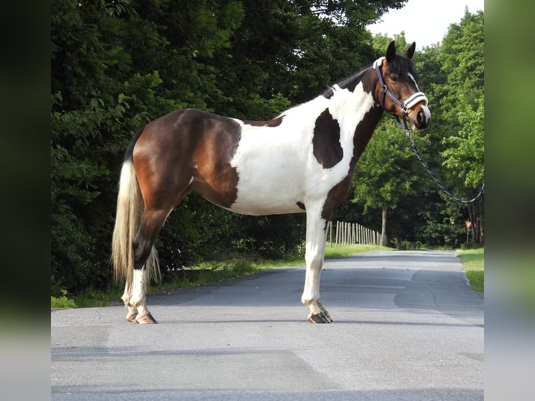 Inne kuce/małe konie Wałach 6 lat 147 cm Srokata in Verl