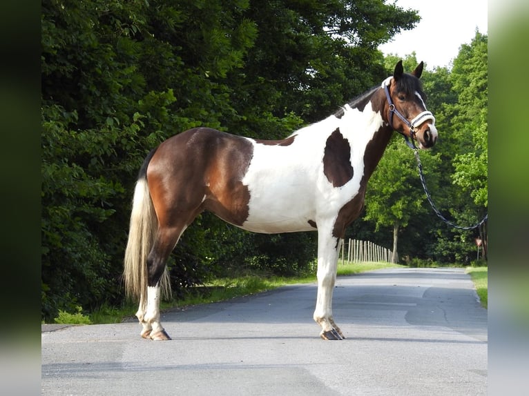 Inne kuce/małe konie Wałach 6 lat 147 cm Srokata in Verl