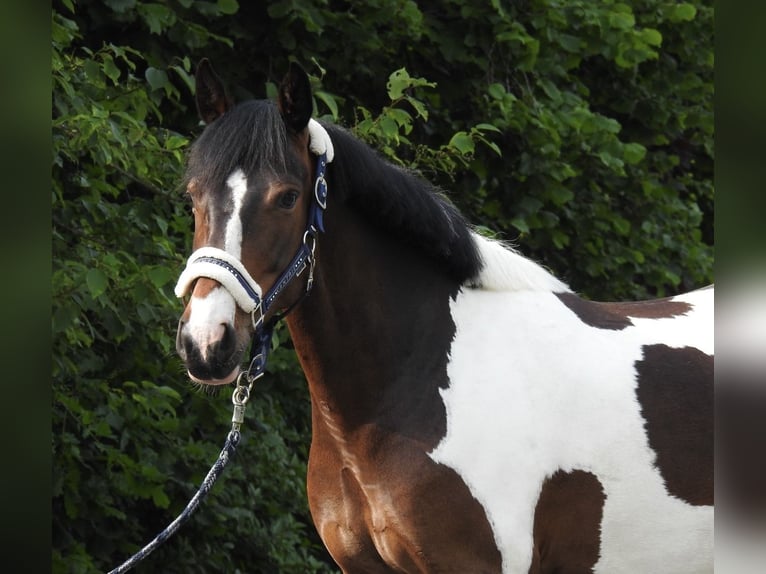 Inne kuce/małe konie Wałach 6 lat 147 cm Srokata in Verl
