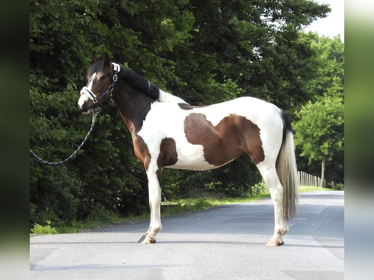 Inne kuce/małe konie Wałach 6 lat 147 cm Srokata in Verl