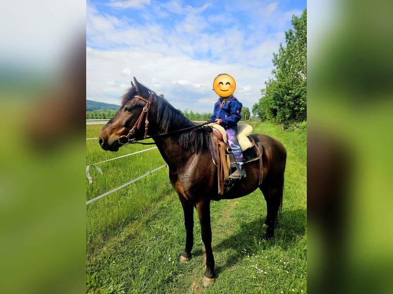 Inne kuce/małe konie Wałach 6 lat 148 cm Ciemnogniada in Oberteuringen