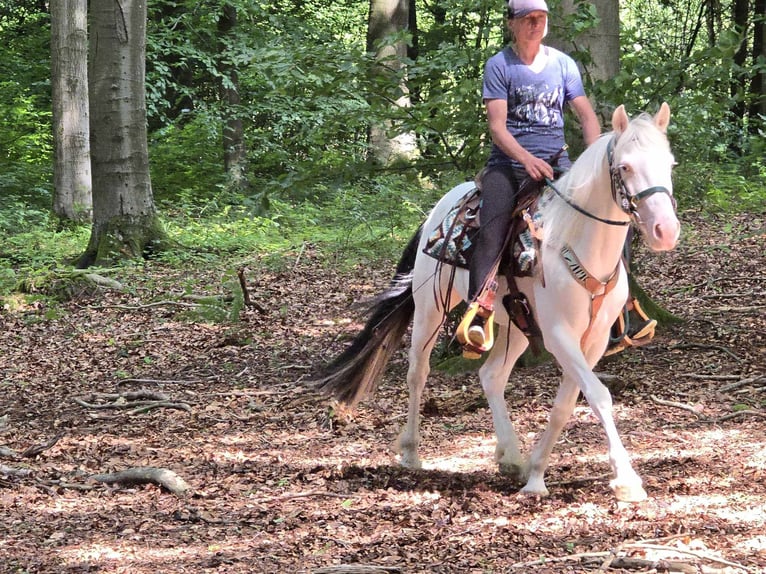 Inne kuce/małe konie Wałach 6 lat 148 cm Srokata in Linkenbach