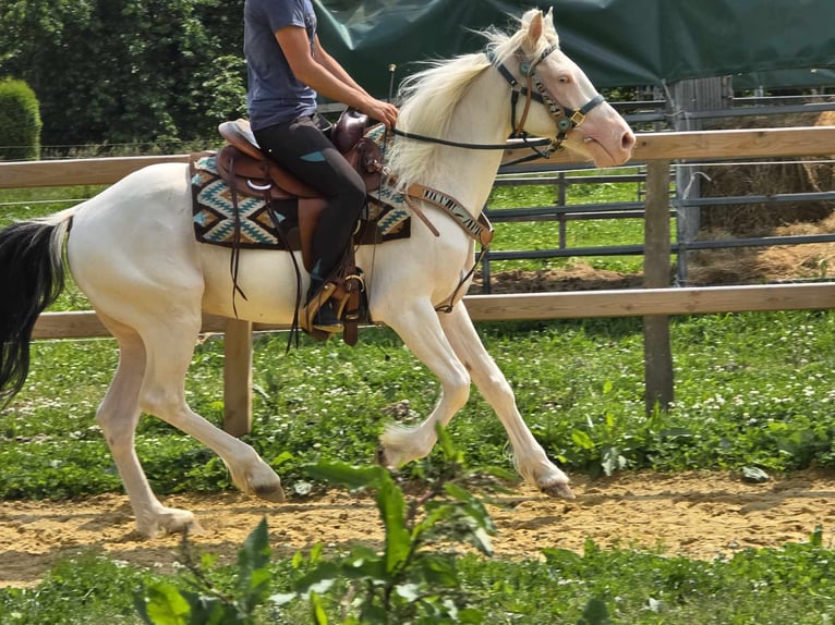 Inne kuce/małe konie Wałach 6 lat 148 cm Srokata in Linkenbach