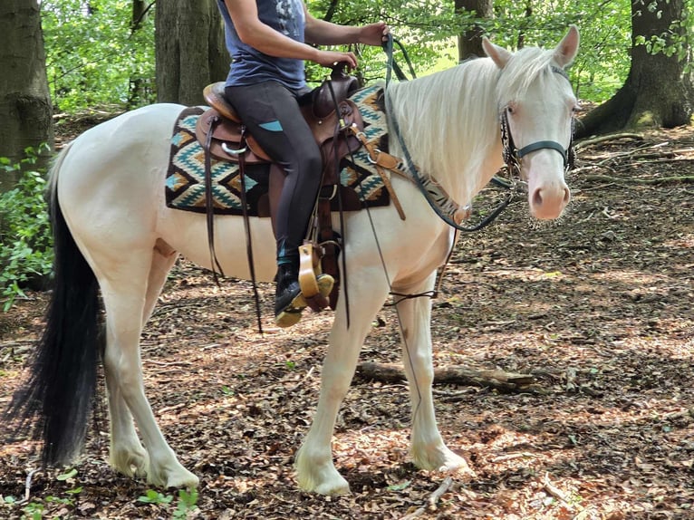 Inne kuce/małe konie Wałach 6 lat 148 cm Srokata in Linkenbach