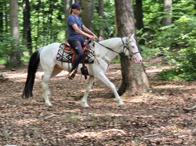 Inne kuce/małe konie Wałach 6 lat 148 cm Srokata in Linkenbach