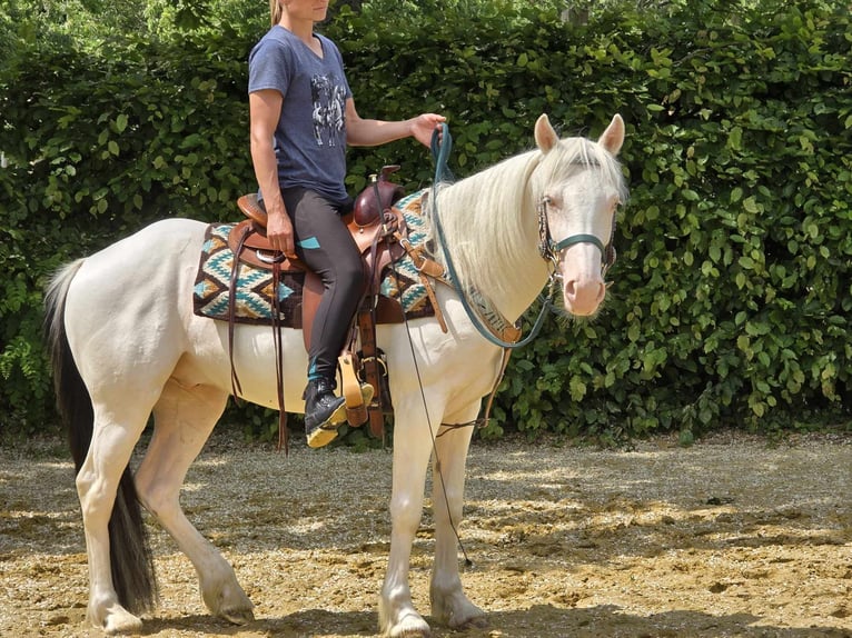 Inne kuce/małe konie Wałach 6 lat 148 cm Srokata in Linkenbach