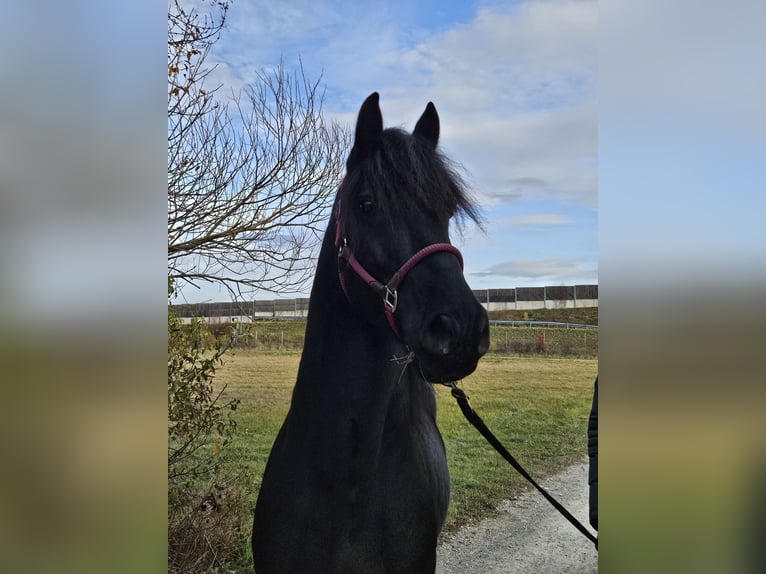 Inne kuce/małe konie Mix Wałach 6 lat 150 cm Kara in Zwinzen
