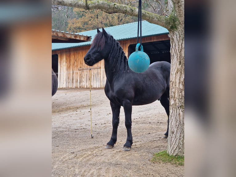 Inne kuce/małe konie Mix Wałach 6 lat 150 cm Kara in Zwinzen