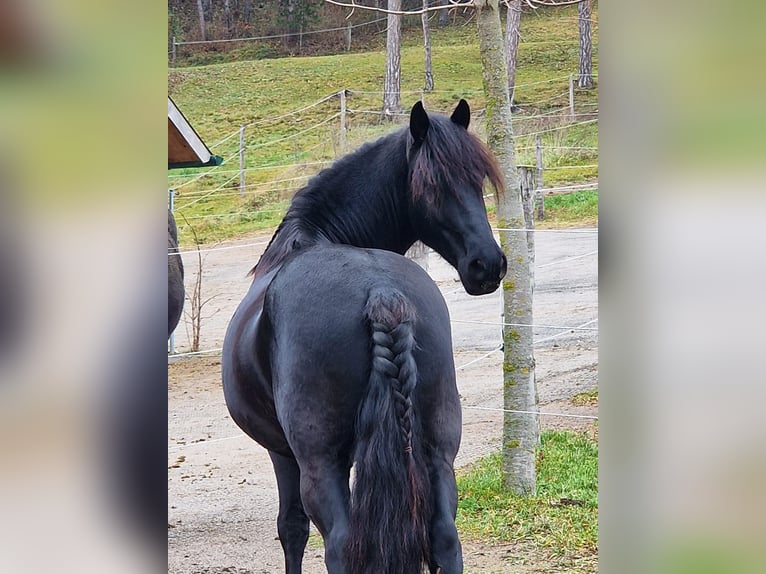 Inne kuce/małe konie Mix Wałach 6 lat 150 cm Kara in Zwinzen