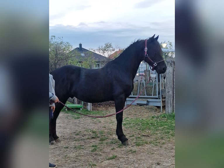 Inne kuce/małe konie Mix Wałach 6 lat 150 cm Kara in Zwinzen