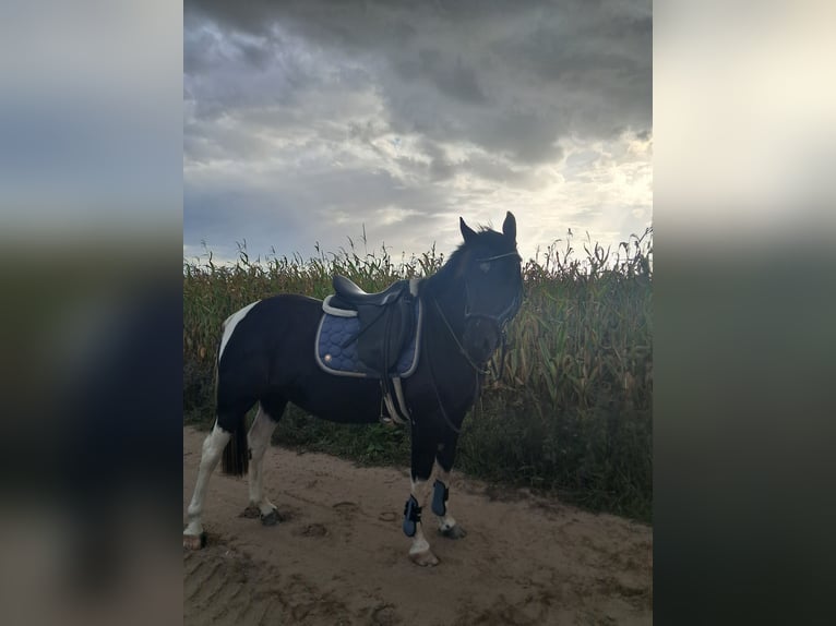 Inne kuce/małe konie Wałach 6 lat 150 cm Srokata in Sonnewalde