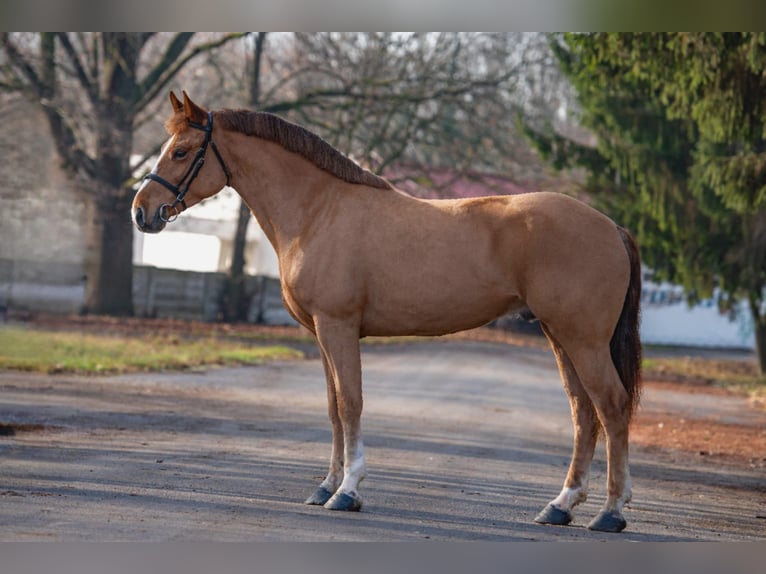Inne kuce/małe konie Wałach 6 lat 152 cm Kasztanowata in Feh&#xE9;rgyarmat