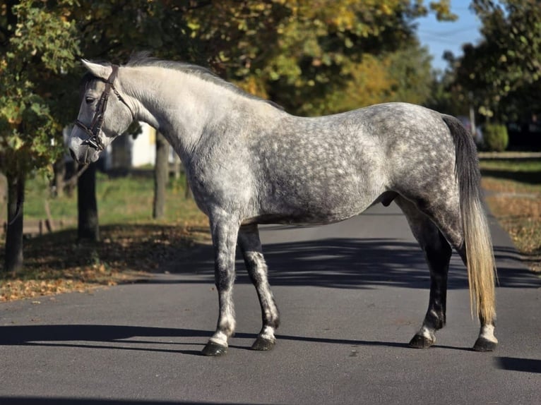 Inne kuce/małe konie Wałach 6 lat 152 cm Siwa jabłkowita in Békéscsaba Inne kuce/małe konie Wałach 6 lat 152 cm Siwa jabłkowita in Békéscsaba