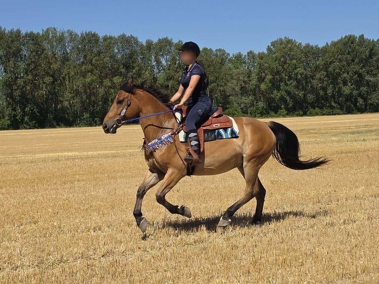 Inne kuce/małe konie Wałach 6 lat 154 cm Bułana in Linkenbach