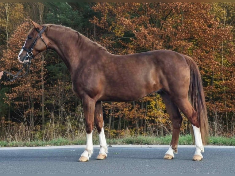 Inne kuce/małe konie Wałach 6 lat 155 cm Gniada in Békéscsaba