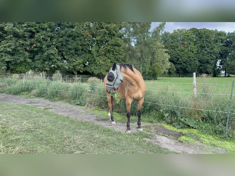 Inne kuce/małe konie Mix Wałach 6 lat 158 cm Bułana in Sonneborn Inne kuce/małe konie Mix Wałach 6 lat 158 cm Bułana in Sonneborn
