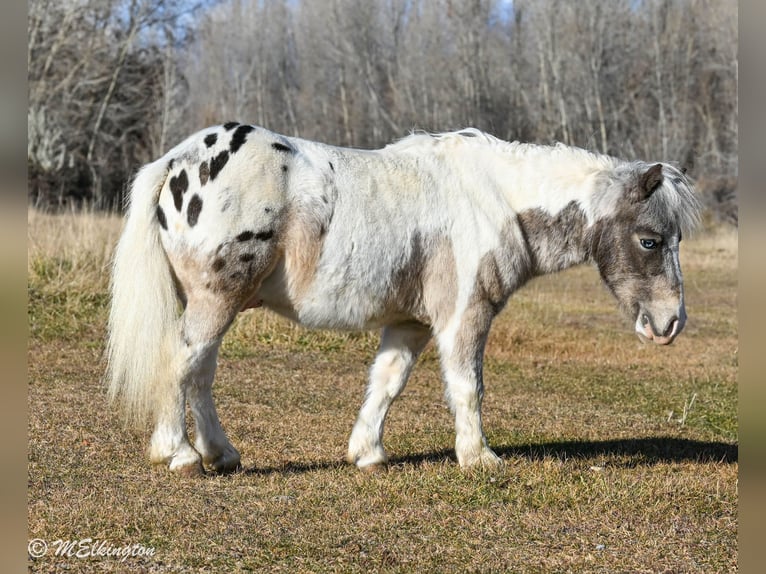 Inne kuce/małe konie Wałach 6 lat 91 cm in Rigby